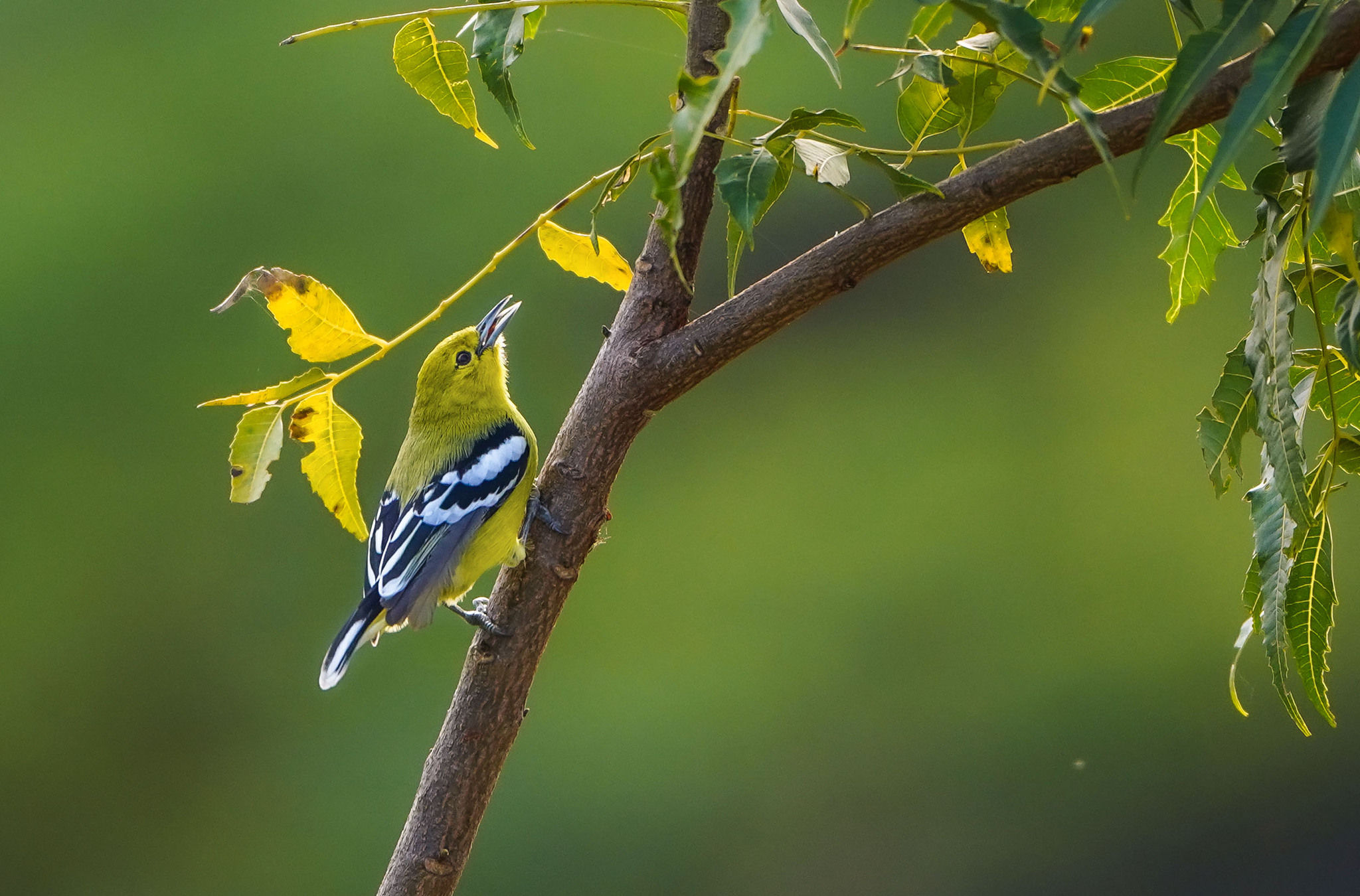Marshall's Iora (Aegithina nigrolutea), photo 2