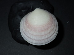 Image of Codakia paytenorum