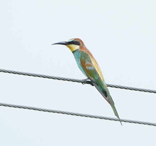 European Bee-eater (Merops apiaster)