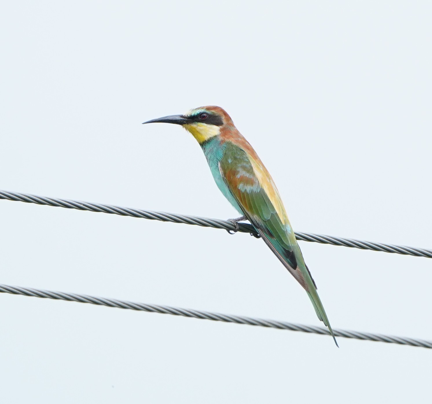 European Bee-eater (Merops apiaster), photo 1