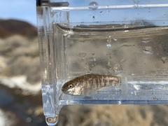 Cyprinodon nevadensis