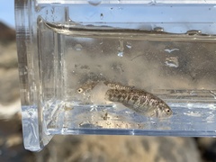 Cyprinodon nevadensis