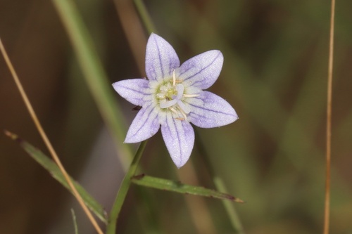 Marsh Bellflower (Palustricodon aparinoides)