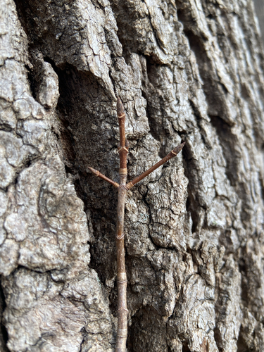 Sugar maple