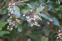 Lithraea brasiliensis