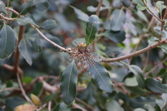 Lithraea brasiliensis