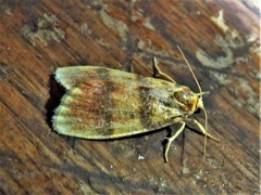 Cyana naumanni