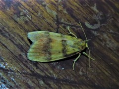 Cyana naumanni