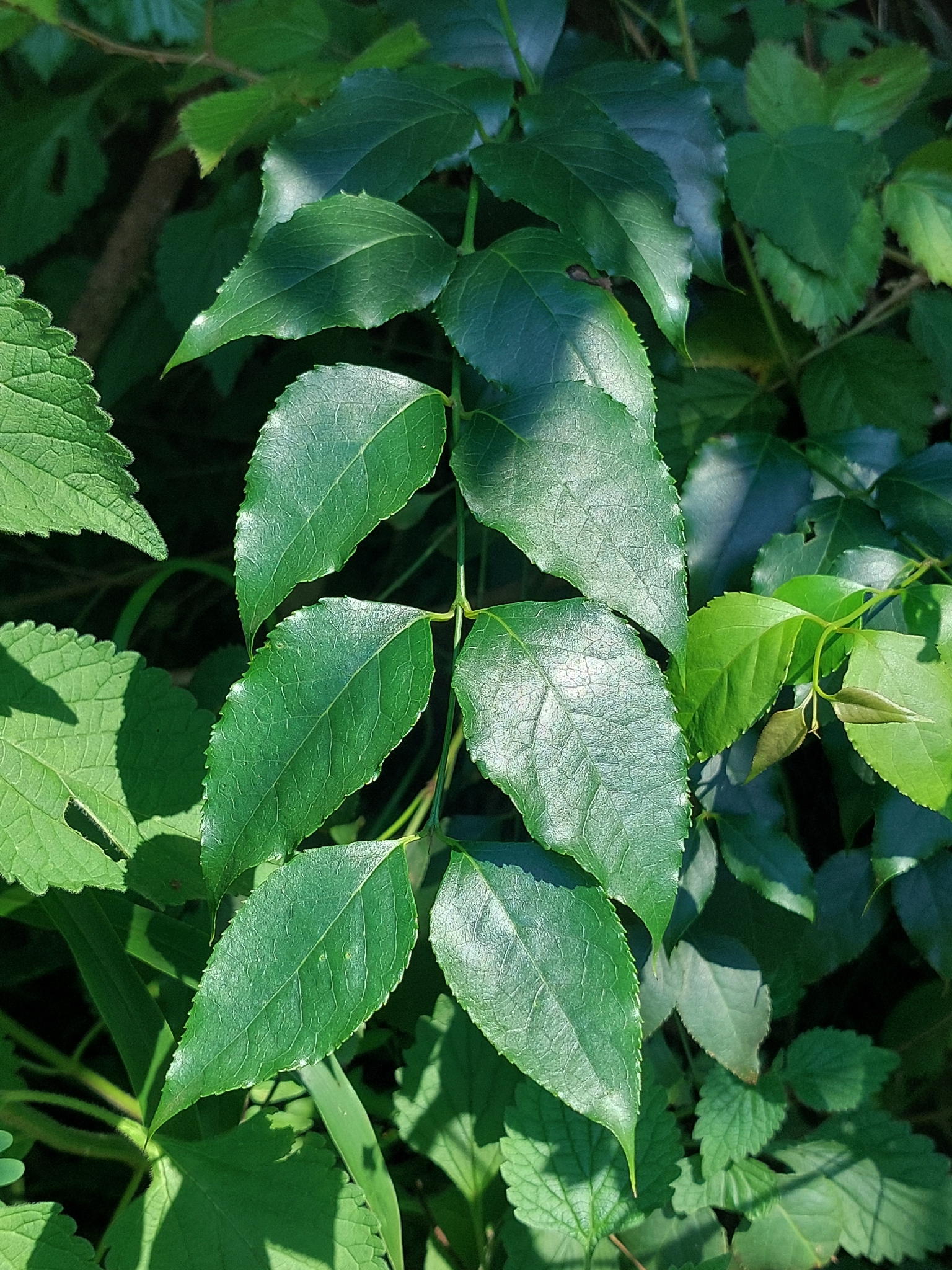 Imagem de Halleria lucida