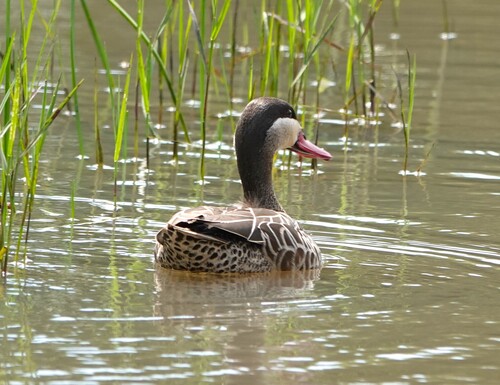 iNaturalist: (c) GLENN STOCKIL, some rights reserved (CC BY-NC), uploaded by GLENN STOCKIL iNaturalist image
