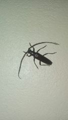 Stenaspis
