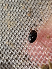 Leconectes striatellus