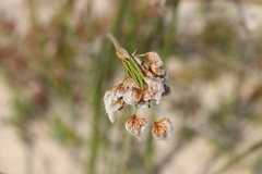 Androtrichum trigynum