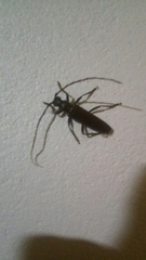 Stenaspis