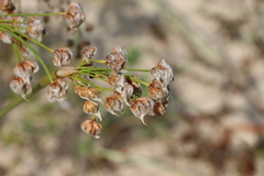 Androtrichum trigynum