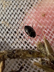 Leconectes striatellus