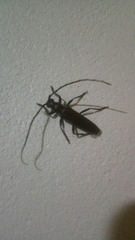 Stenaspis