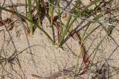 Androtrichum trigynum