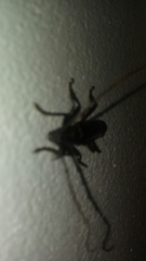 Stenaspis