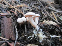 Clitocybe albirhiza
