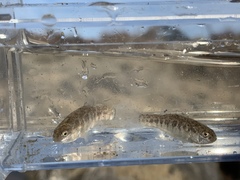 Cyprinodon nevadensis