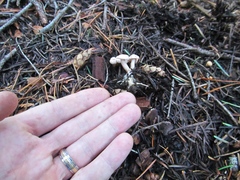 Clitocybe albirhiza