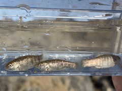 Cyprinodon nevadensis