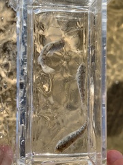 Cyprinodon nevadensis