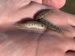 Cyprinodon nevadensis