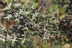 Colletia paradoxa