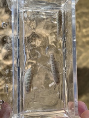 Cyprinodon nevadensis