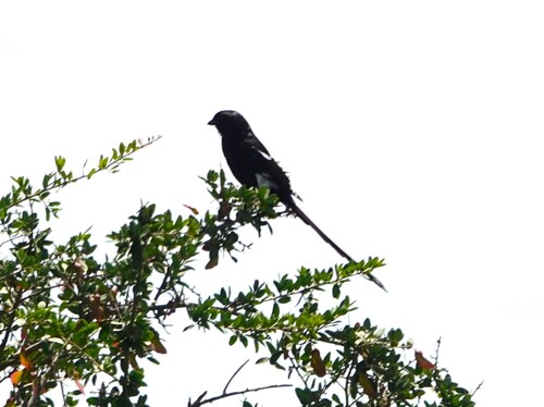 Magpie Shrike