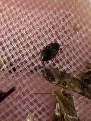 Leconectes striatellus