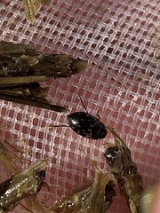 Leconectes striatellus