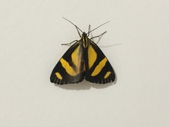 Phaeochlaena solilucis