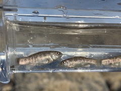 Cyprinodon nevadensis