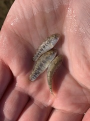 Cyprinodon nevadensis