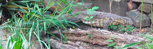 Nile Monitor