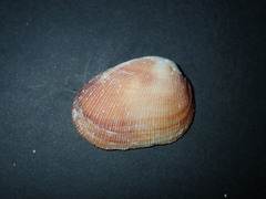 Barbatia