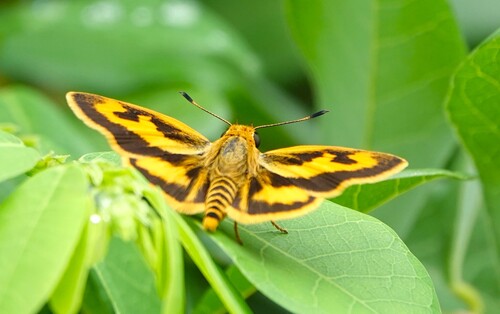 Axehead Skipper