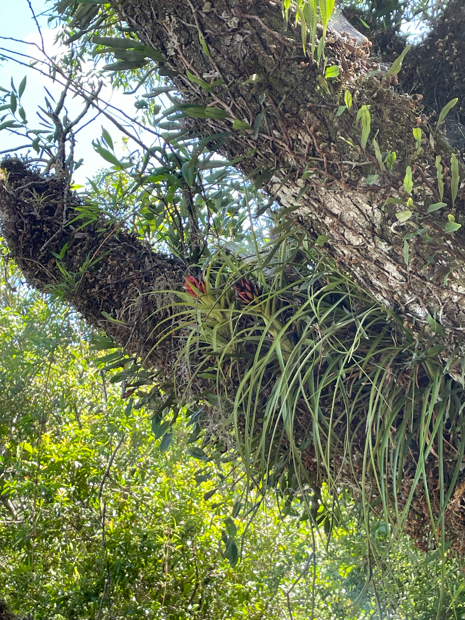 Aechmea recurvata
