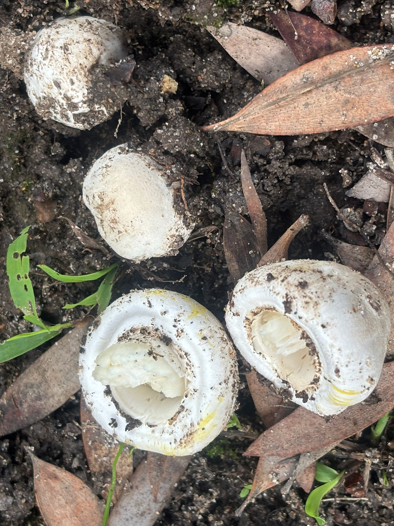 Agaricus xanthodermus · January 2026 · photo: © laiet17 (iNaturalist, CC)