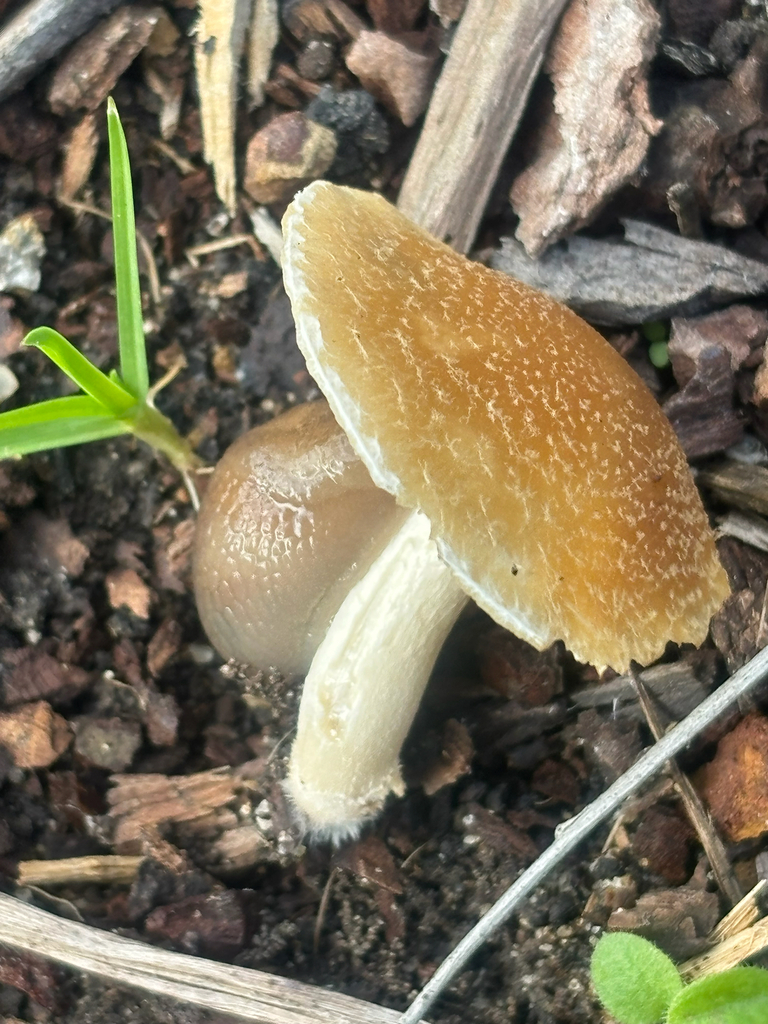 Candolleomyces candolleanus · January 2026 · photo: © laiet17 (iNaturalist, CC)