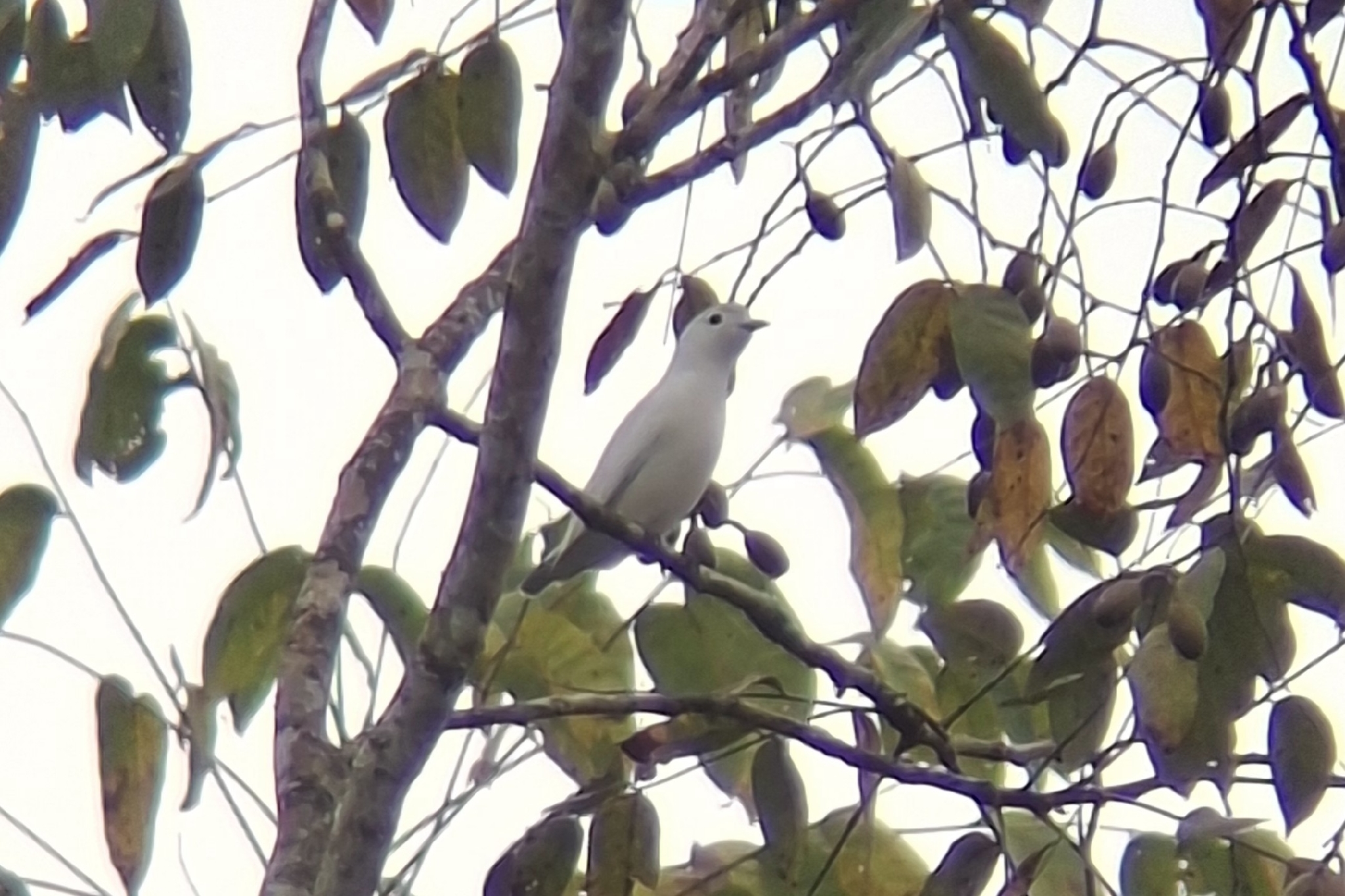 Snowy Cotinga (Carpodectes nitidus), photo 1