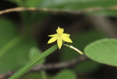 Tricoryne anceps