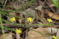 Tricoryne anceps