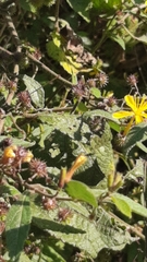 Triumfetta semitriloba