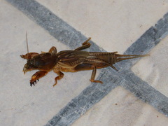 Image of Neocurtilla hexadactyla