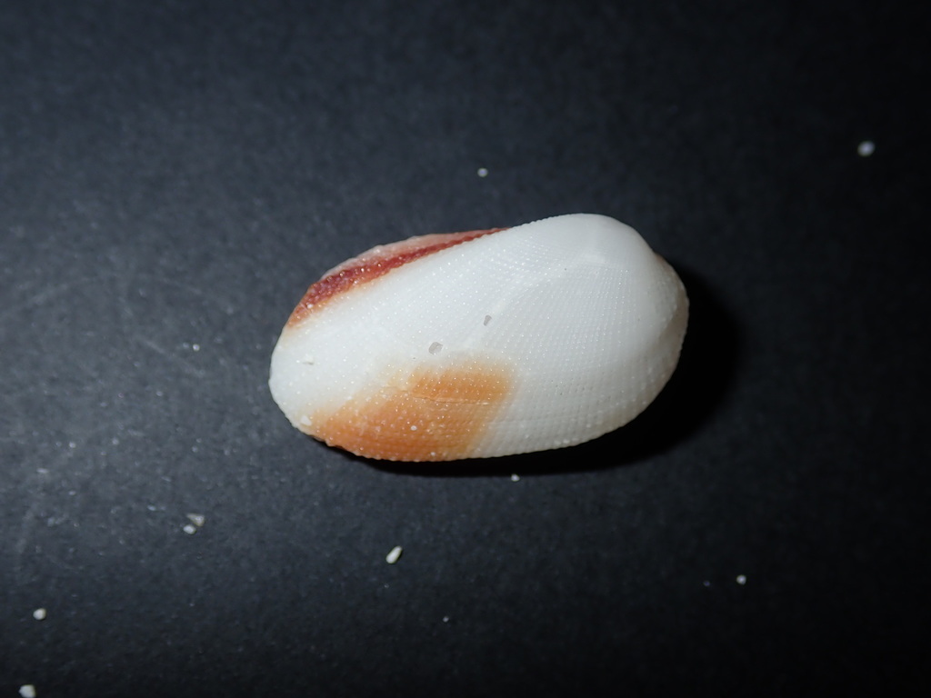 Burnt-almond ark