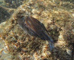 Canthigaster amboinensis